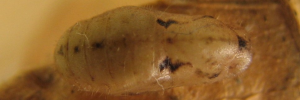 Pupae Top of Small Pied Blue - Megisba strongyle nigra